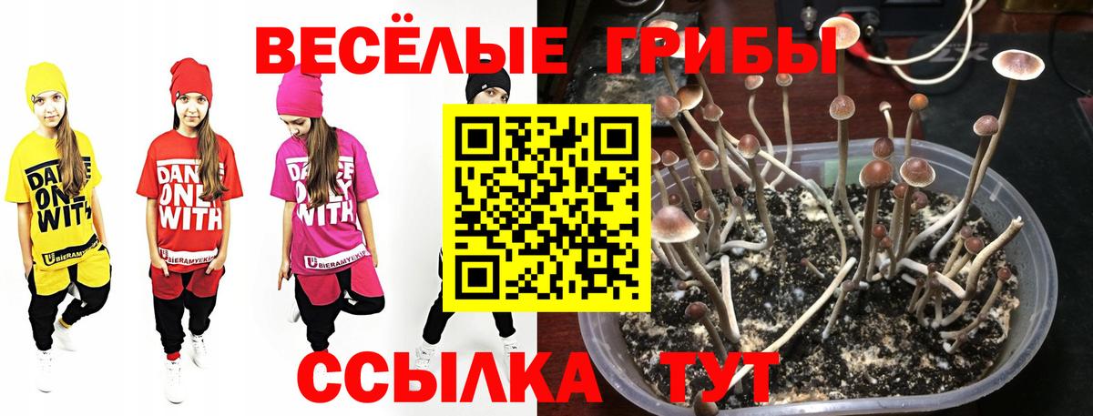закладка  Галлюциногенные грибы GOLDEN TEACHER  Вход с VPN  Тихорецк  Псилоцибиновые грибы мицелий 